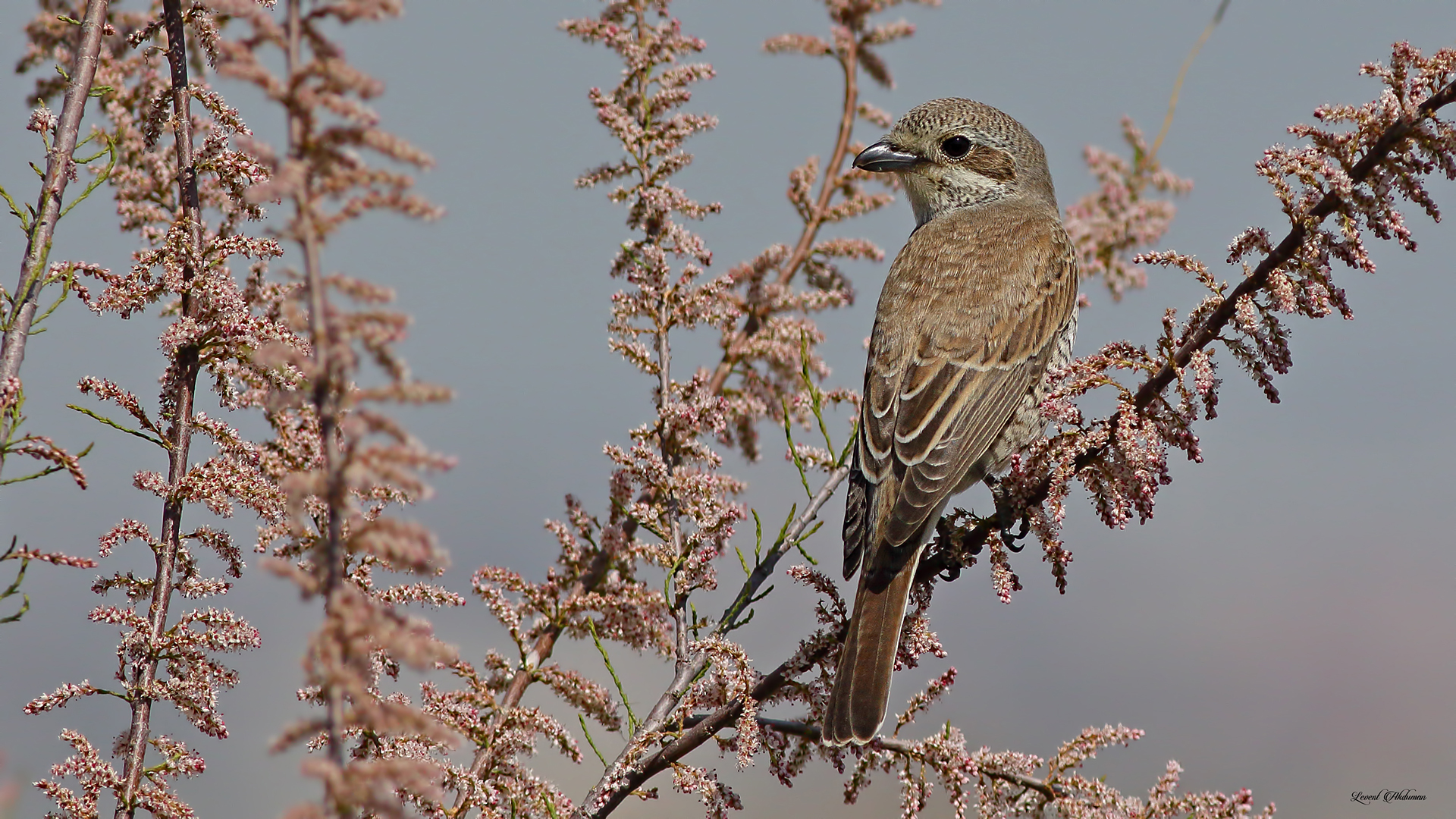 Red-backed Shrike